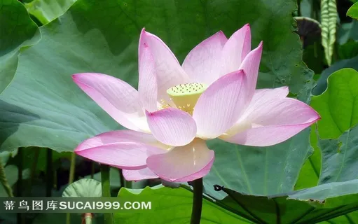 高清迷人娇美的荷花