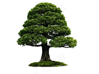 树木免扣图片 