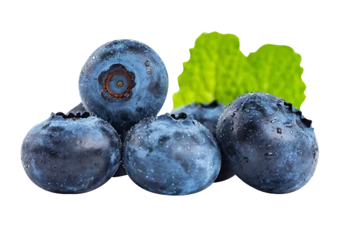 蓝莓果实的实拍素材 免扣