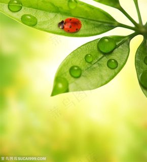 自然风景-鸭掌木叶子上的露水及七星瓢虫