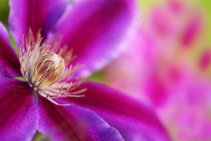 唯美鲜花花蕊高清图片