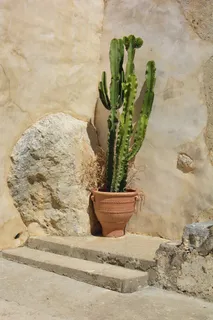 绿色仙人掌仙人球摄影素材