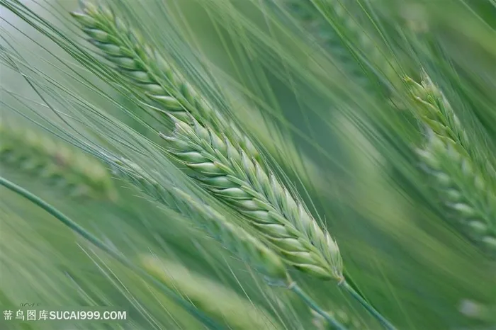 唯美高清麦穗植物图片