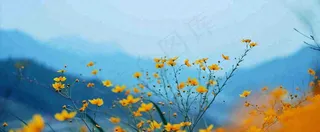 简约橙色小花鲜花，蓝色天空山脉虚幻意境摄影图