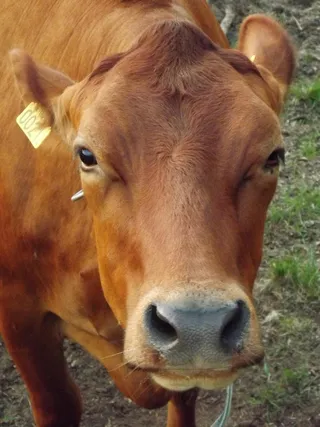 牛奶牛牧场牛奶草原原生态黄牛