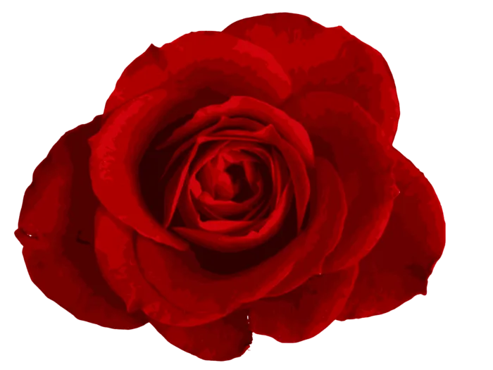 鲜花玫瑰免扣素材