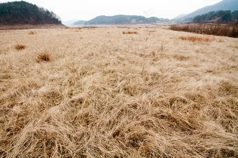 黄草地图片 黄草地图片