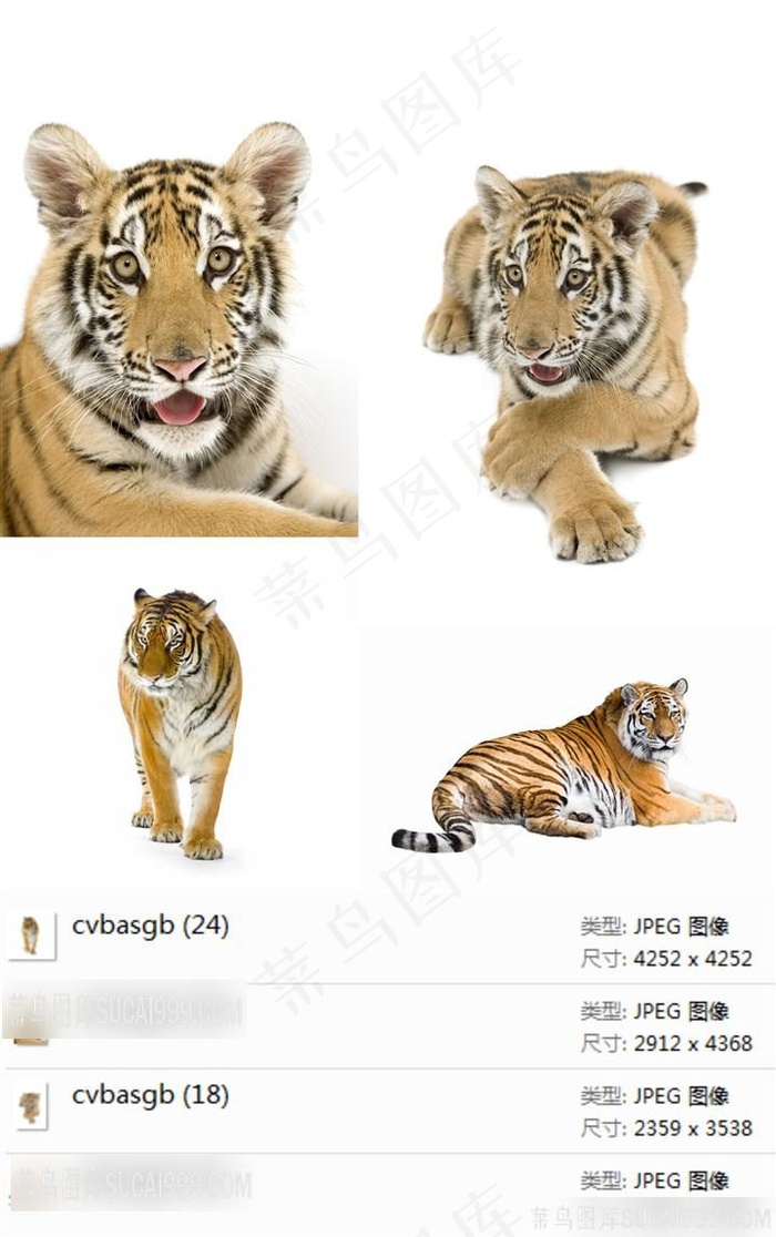高清老虎摄影素材