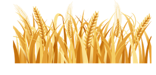 黄色麦子乡村振兴