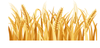 黄色麦子乡村振兴