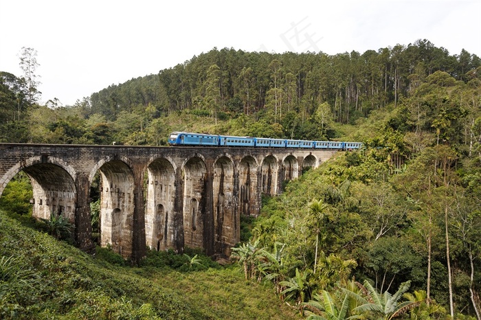 充满美丽的树林