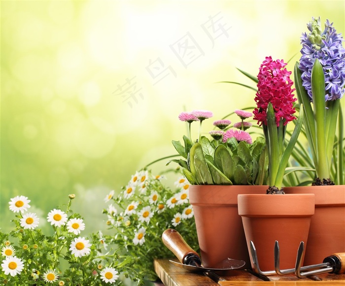 梦幻园艺花卉高清图片