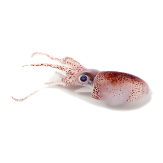 头足类(5)海鲜超市商品红酒白底图免抠实物摄影png格式图片透明底