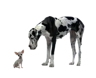 斑点狗与吉娃娃