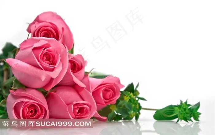 一束躺着的粉红色玫瑰花