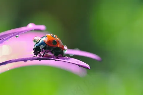 唯美瓢虫鲜花高清图片昆虫图片 唯美瓢虫鲜花高清图片昆虫图片