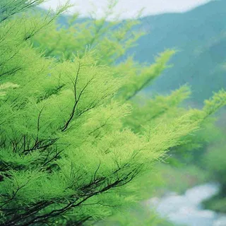 绿色的树冠特写