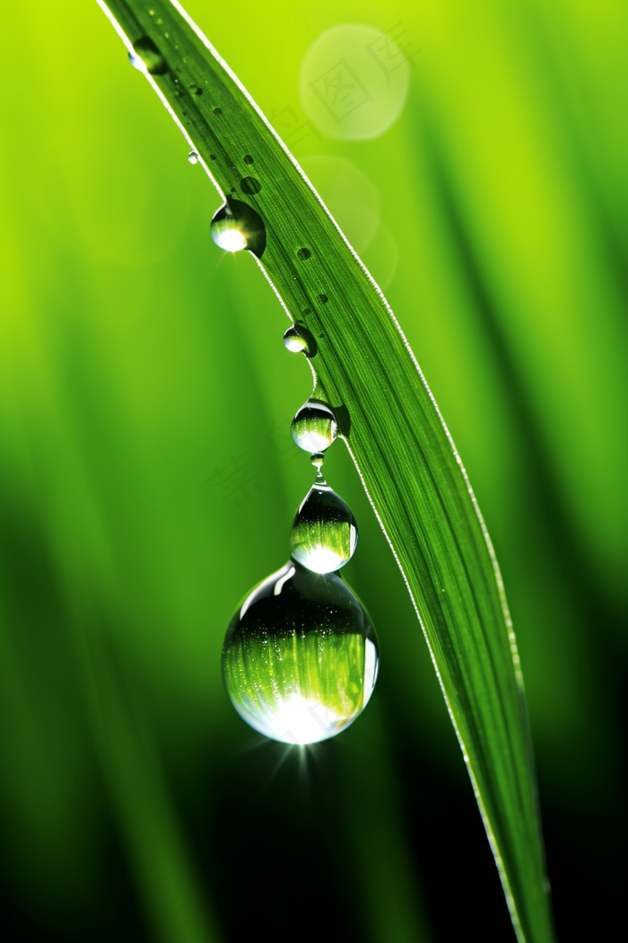 雨天小草上的水珠嫩叶摄影图(2688x4032)