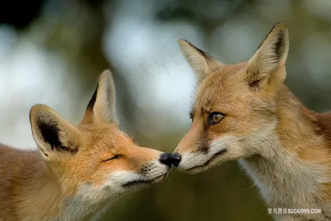 一对狐狸图片