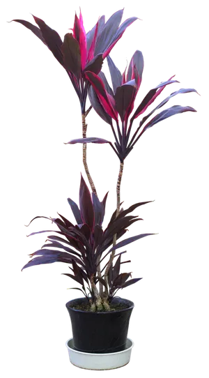 植物盆栽免抠png 植物盆栽免抠png