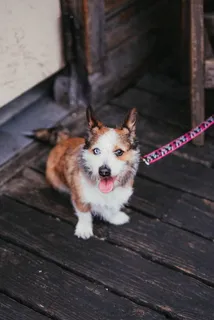 可爱混血狗狗图片