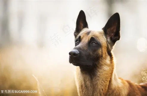 高清唯美狼狗摄影图片