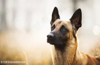 高清唯美狼狗摄影图片