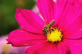 野菊花植物图片下载