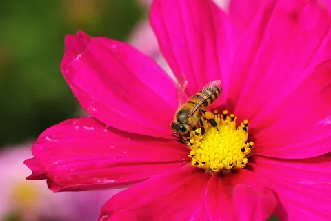 野菊花植物图片下载 野菊花植物图片下载