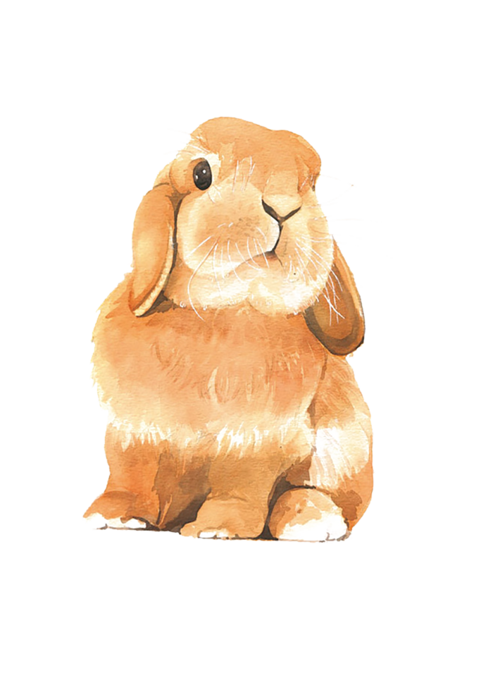 毛绒兔兔子