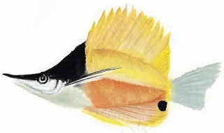 国画鱼虾蟹龟绘画图片素材