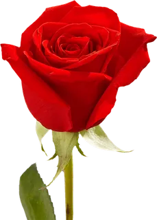 玫瑰花素材礼物