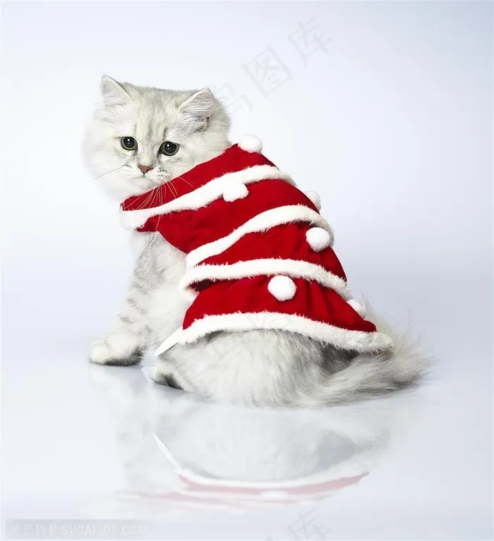 可爱猫咪-穿着红色礼服的猫咪