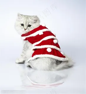 可爱猫咪-穿着红色礼服的猫咪