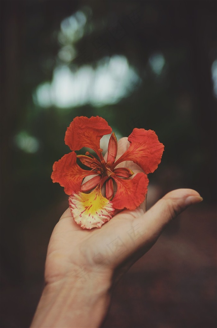 手中的鲜花摄影素材