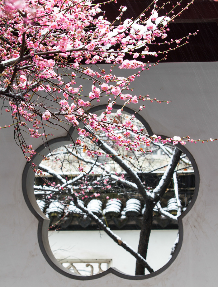 腊梅  梅花 雪景 窗口 复古