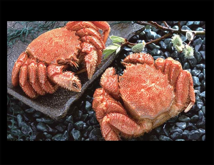 一对大毛蟹图片