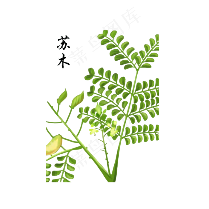 手绘草本中药药材苏木