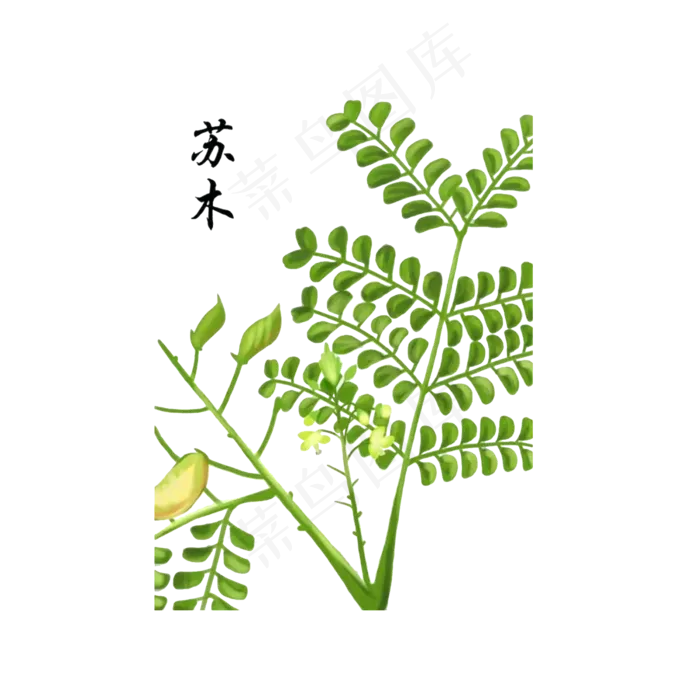 手绘草本中药药材苏木