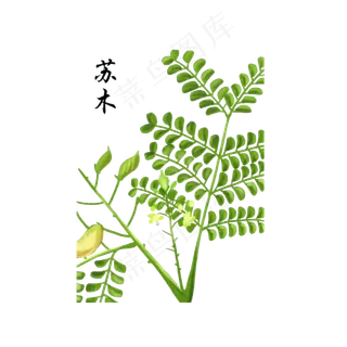 手绘草本中药药材苏木