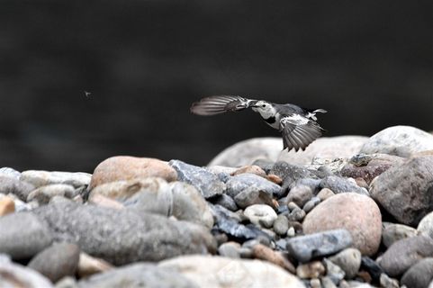 鸟类大全白鹡鸰素材图片
