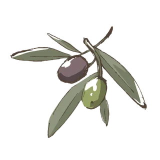 线条草本花卉手绘植物-橄榄2彩色