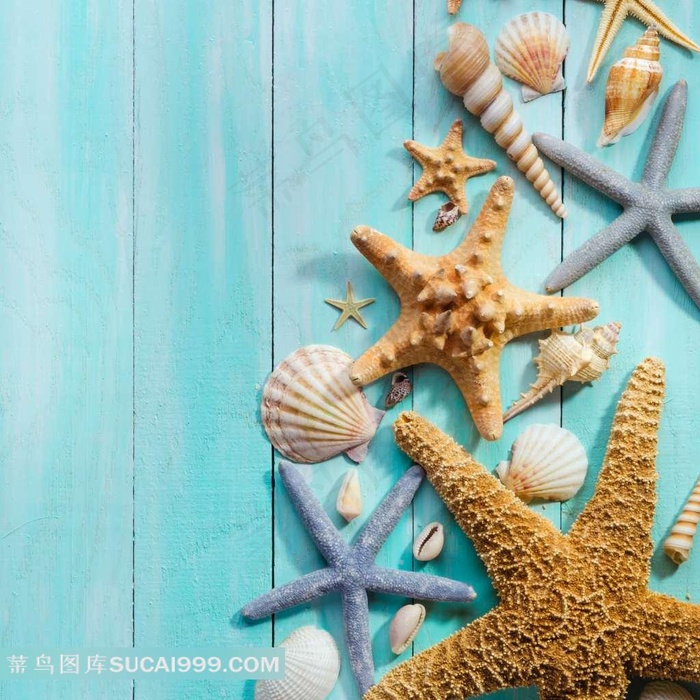 海鲜贝壳和海星图片