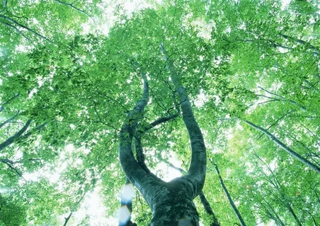 树木风景田园风光jpg素材