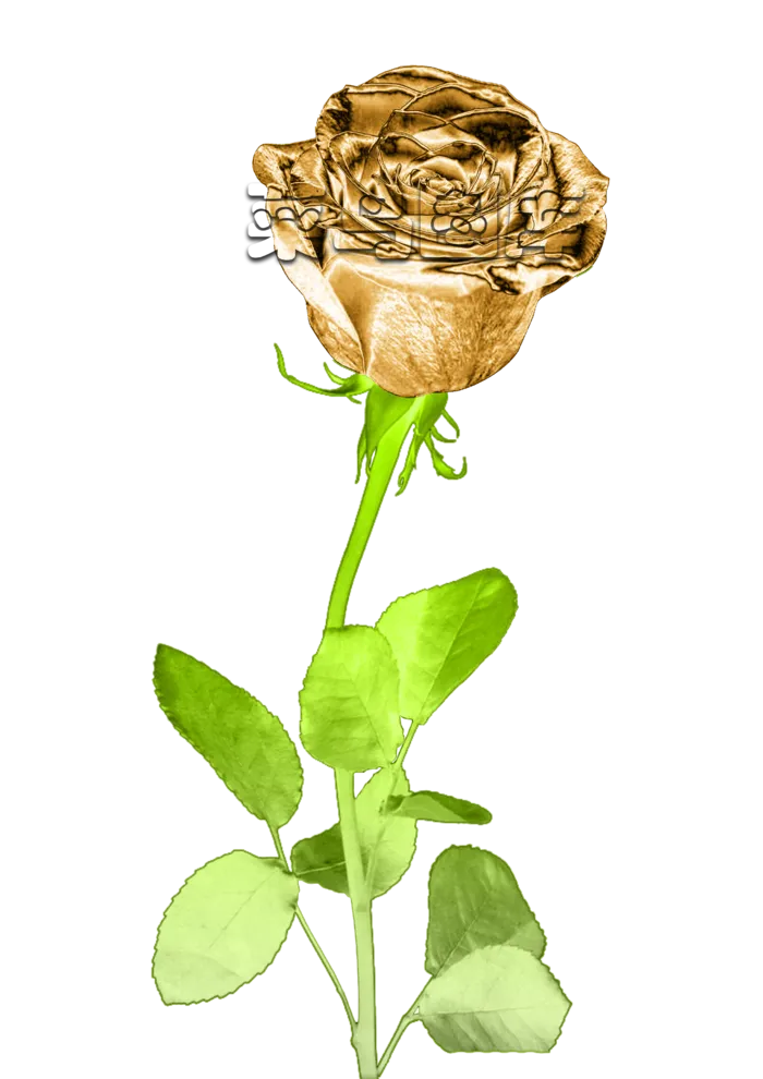 金枝玉叶玫瑰花psd模版下载