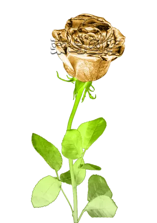 金枝玉叶玫瑰花