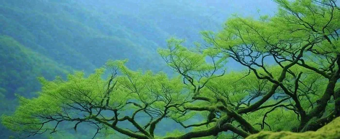 悬崖高山意境云层绿树树木特写(1712x704)