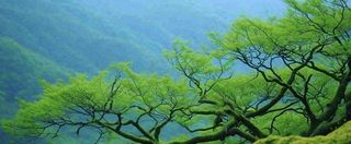 悬崖高山意境云层绿树树木特写