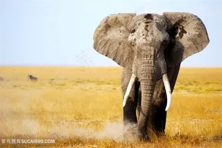 野生动物奔跑的泰国大象图片