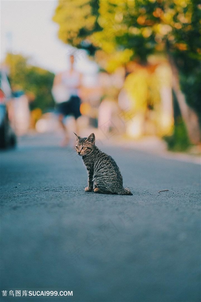 马路中的灰色家猫